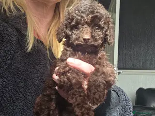 Cockapoo dogs One Chocolate Cockapoo tiny girl - Advert 18