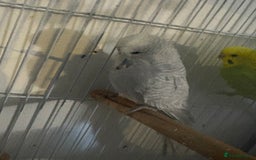 Budgerigars birds for sale: 4 x budgies for sale - Image 6
