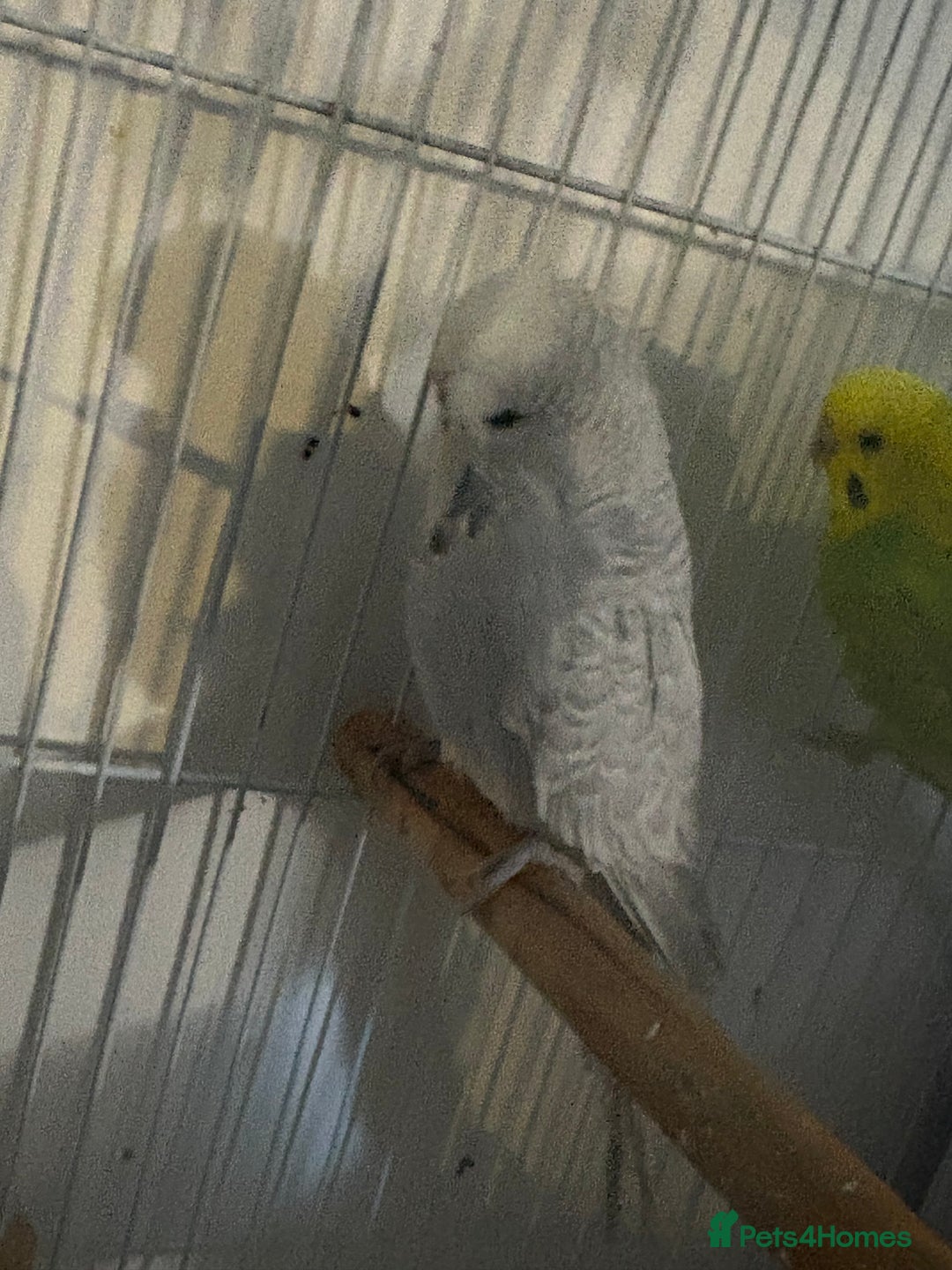 Budgerigars birds for sale: 4 x budgies for sale - Image 6
