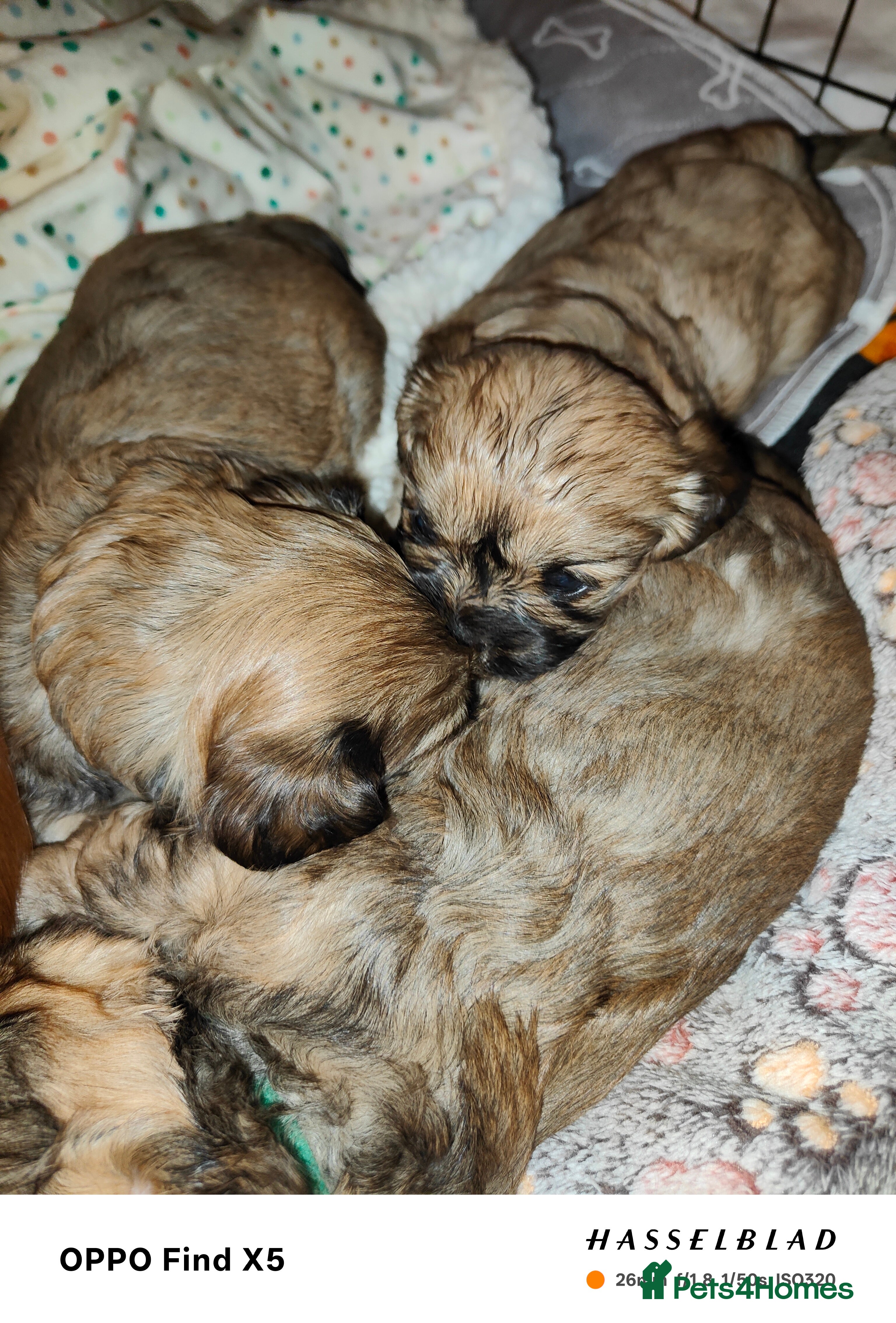 Cava Tzu dogs CAVA TZU FOR SALE - Advert 15