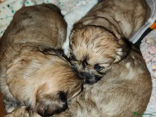 Cava Tzu dogs CAVA TZU FOR SALE - Advert 15