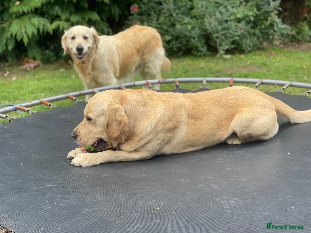 Goldador dogs for stud: Stunning Goldador for Stud in Oswestry - Advert 32