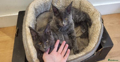 Maine Coon cats - Advert 13