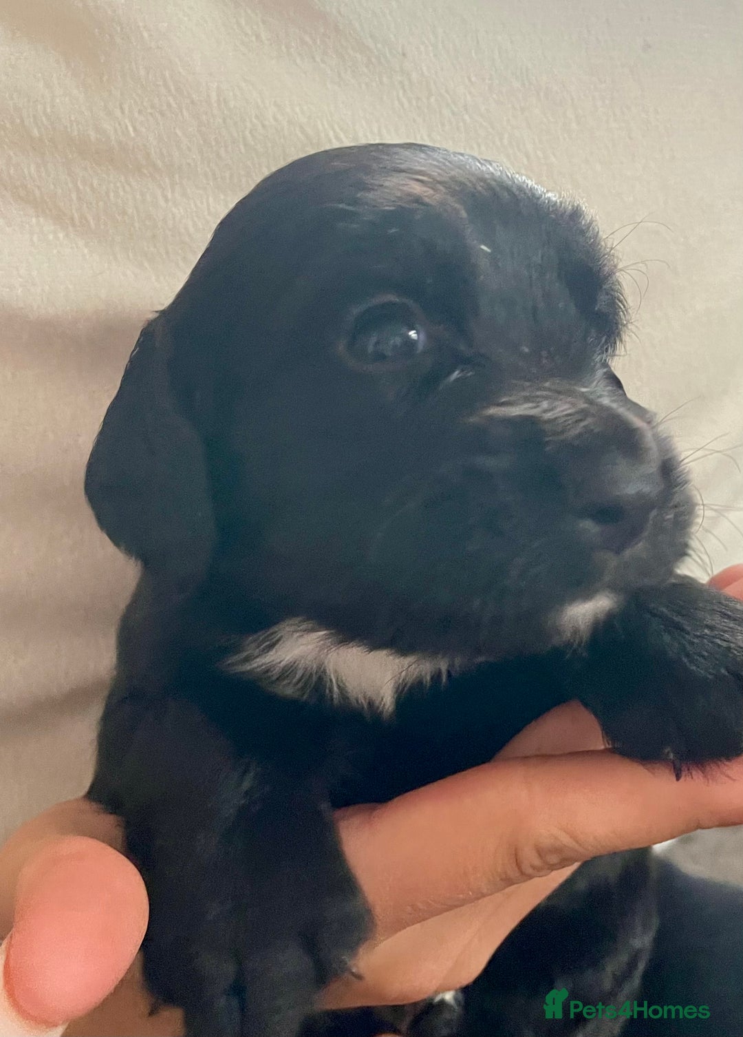 Sprocker dogs for sale: Adorable sprockers  - Image 4