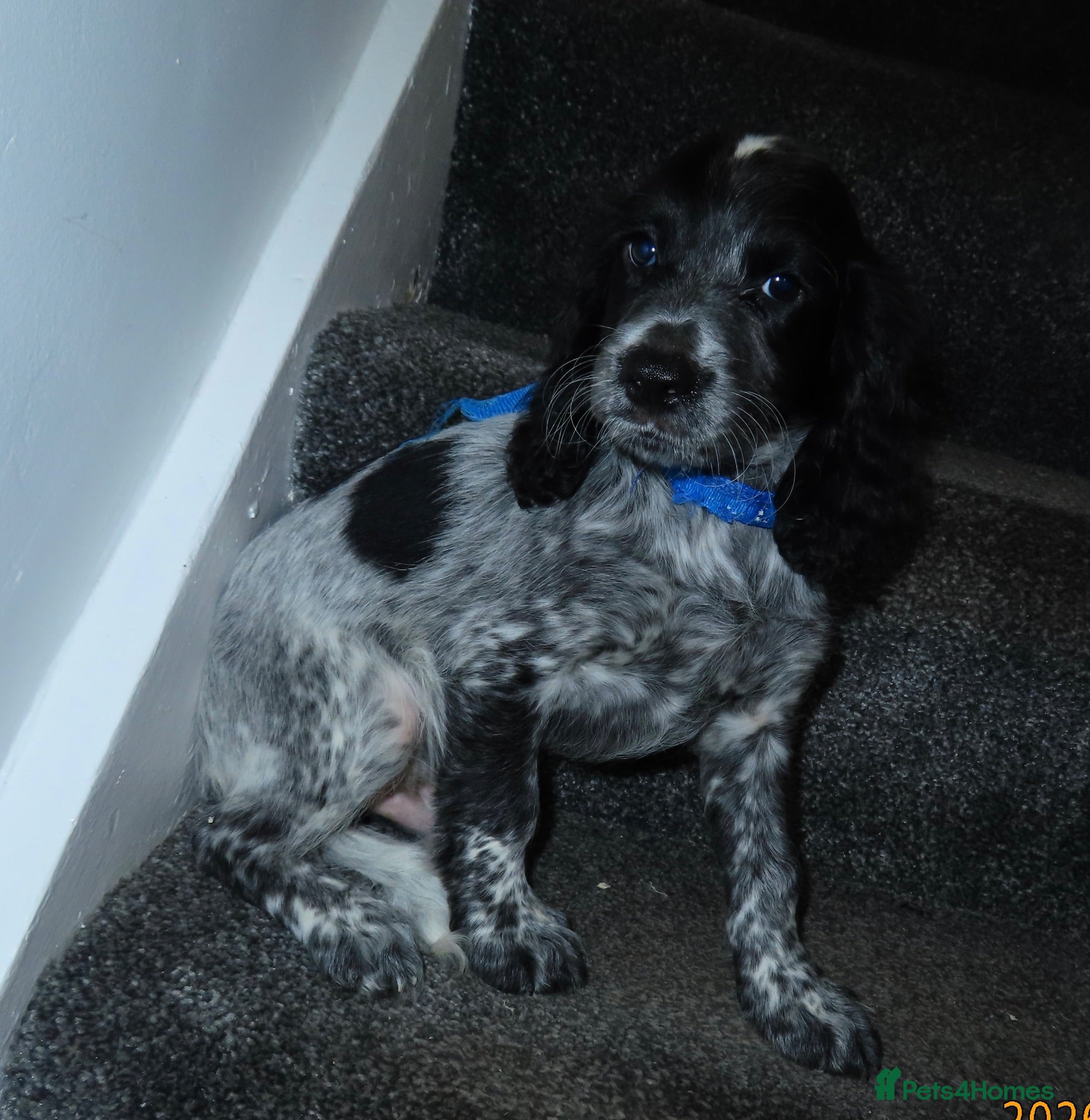 Cocker Spaniel dogs Ready for there forever homes  - Advert 1