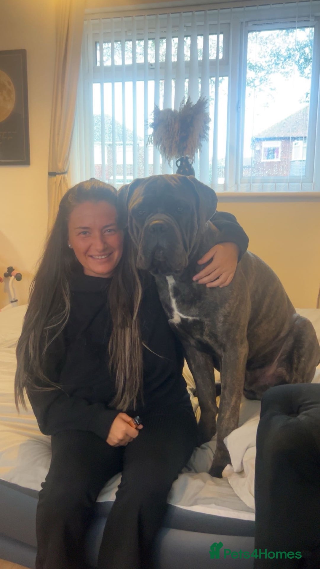 Cane Corso dogs for sale: 12 month old cane corso  - Advert 3