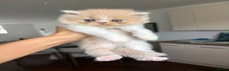 Persian cats for sale: Beautiful Persian kittens - Advert 7