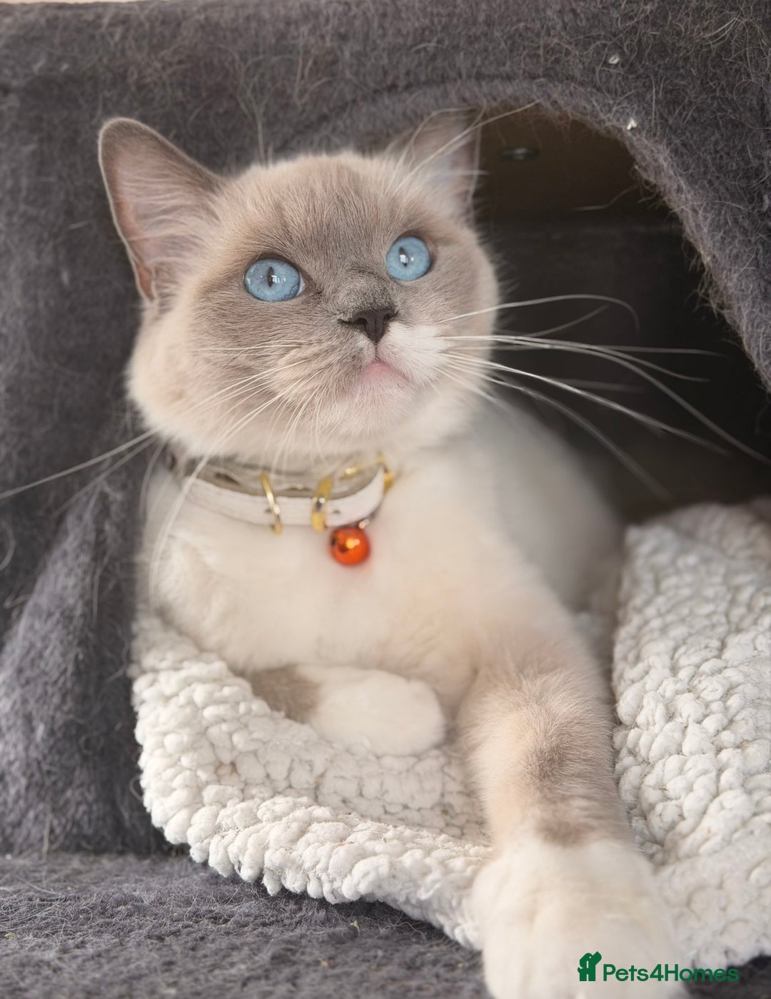 Maine Coon cats for sale: Mainecoon cross ragdoll  - Advert 1