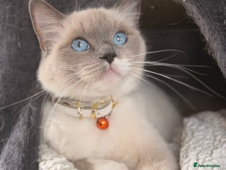 Maine Coon cats Mainecoon cross ragdoll - Advert 7