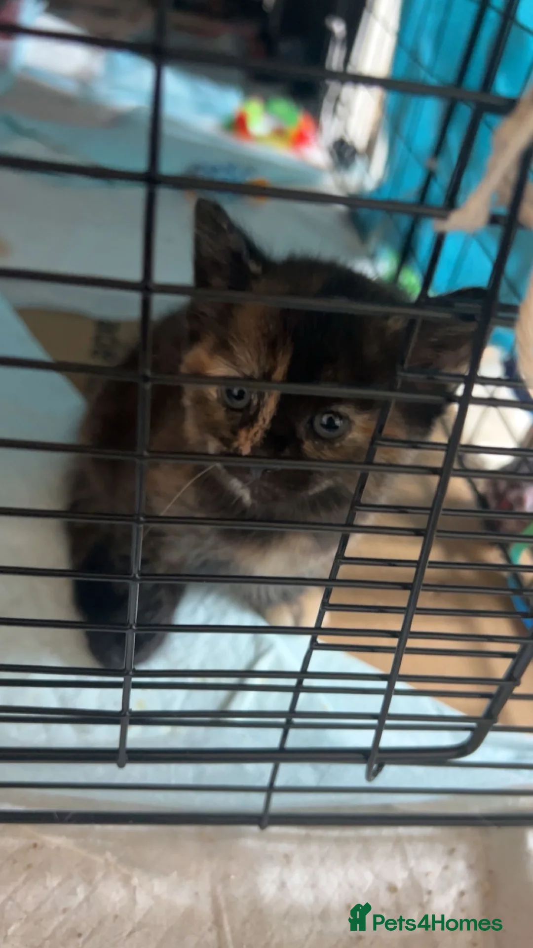 Mixed Breed cats for sale: Need a loving home to mixed breed kittens in Preston - Advert 2