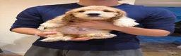 Cockapoo dogs for sale: ✨NOW READY 2 LEFT Golden Cockapoo Puppies✨ - Advert 17