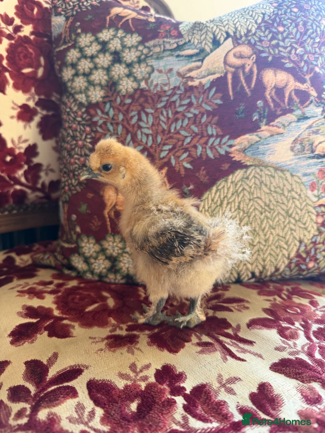 Chickens poultry for sale: Silkie Chicks  in Canterbury - Advert 2