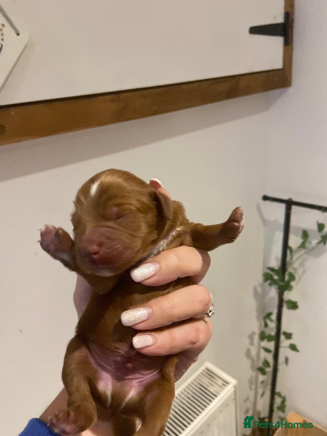 Aussiedoodle dogs for sale: Gorgeous Aussie Doodle Pups - Image 18