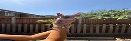 Sphynx cats for sale: Stunning sphinx kittens ready now - Advert 13