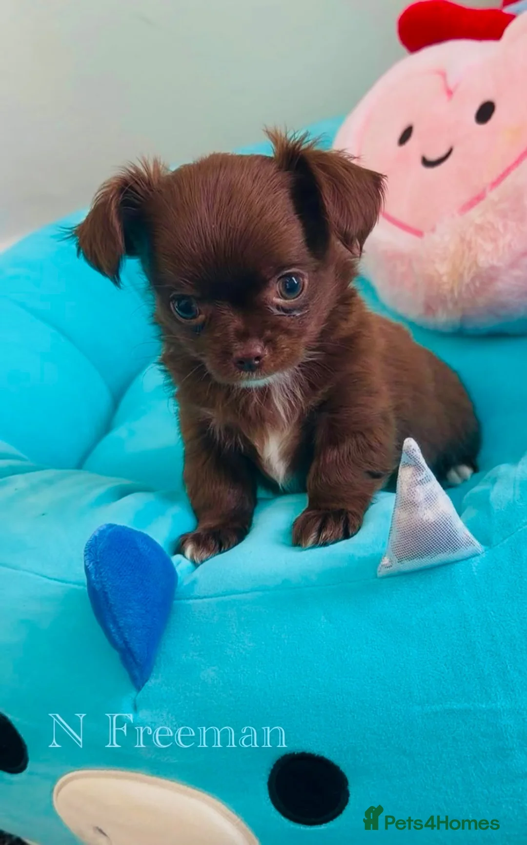 Chihuahua dogs for sale: 4 KC CHOCOLATE &WHITE LONG COAT PUPPYS  - Advert 2