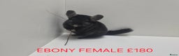 Chinchilla rodents for sale: STUNNING BABIES CHINCHILLA MIX COLOURS AND GENDER  - Advert 11