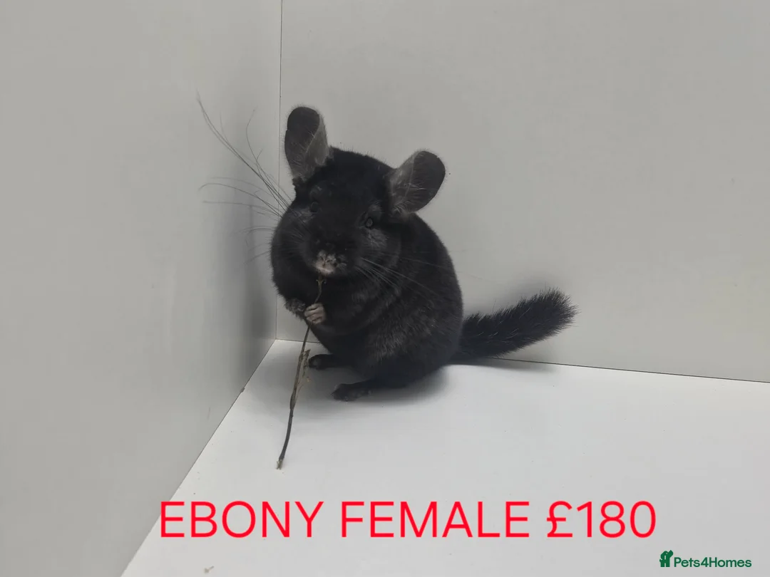 Chinchilla rodents for sale: STUNNING BABIES CHINCHILLA MIX COLOURS AND GENDER  - Advert 8