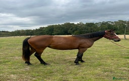 Irish Sports horses for sale: 3yr old ISH filly - Image 1