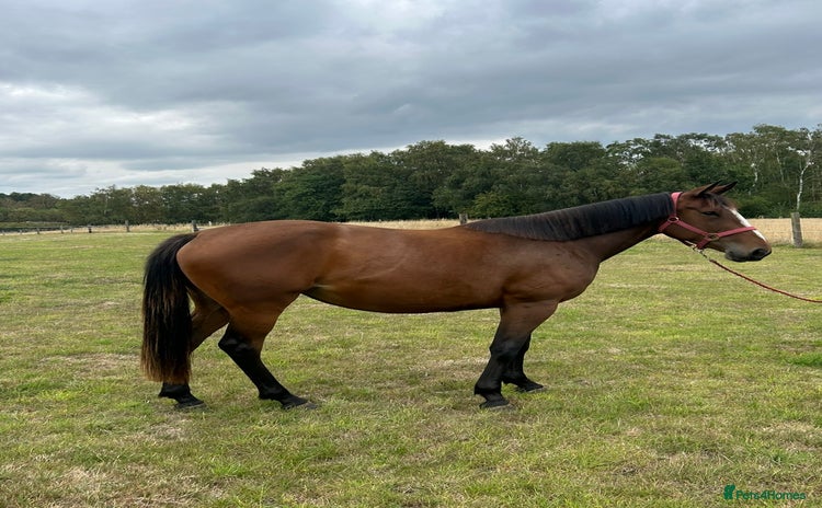 Irish Sports horses - Advert 3