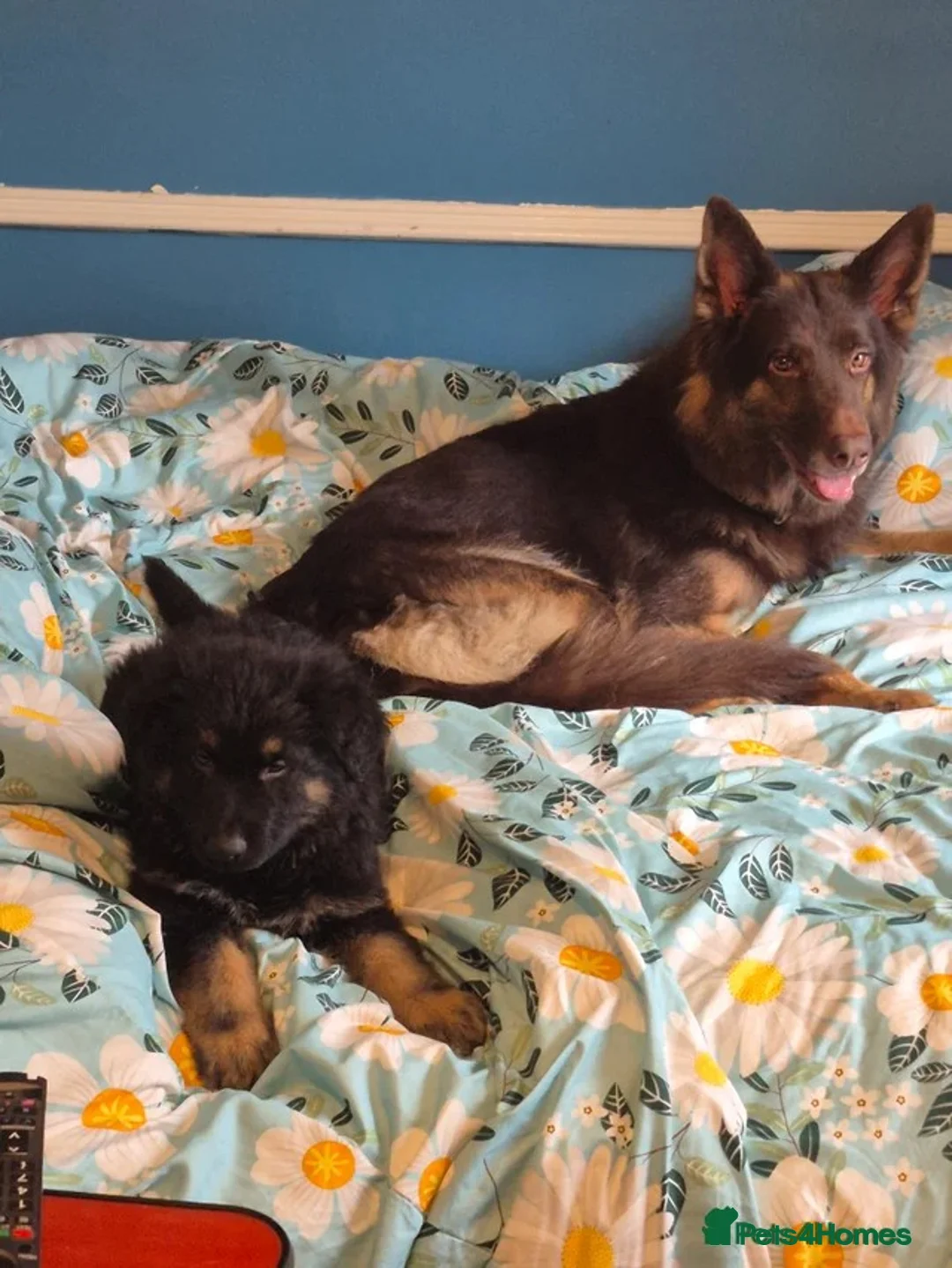 German Shepherd dogs for sale: Female German Shepherd puppy available  - Advert 1