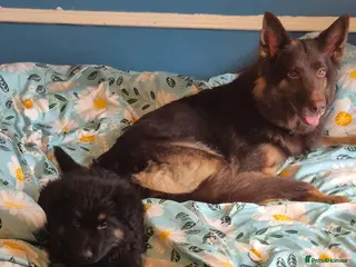 German Shepherd dogs Female German Shepherd puppy available - Advert 2