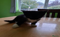 Mixed Breed cats for sale: 2 Male 8 week old kittens  - Image 9