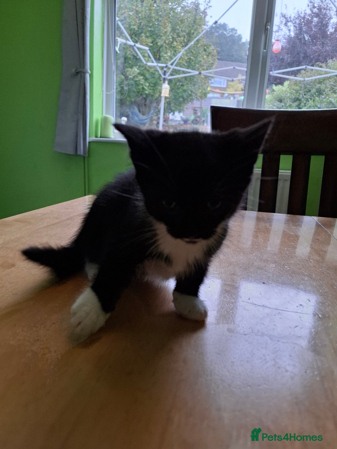 Mixed Breed cats for sale: 2 Male 8 week old kittens  - Image 9