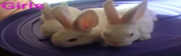 Mixed Breed rabbits for sale: Continental giant cross rex babies READY TO GO NOW - Advert 8