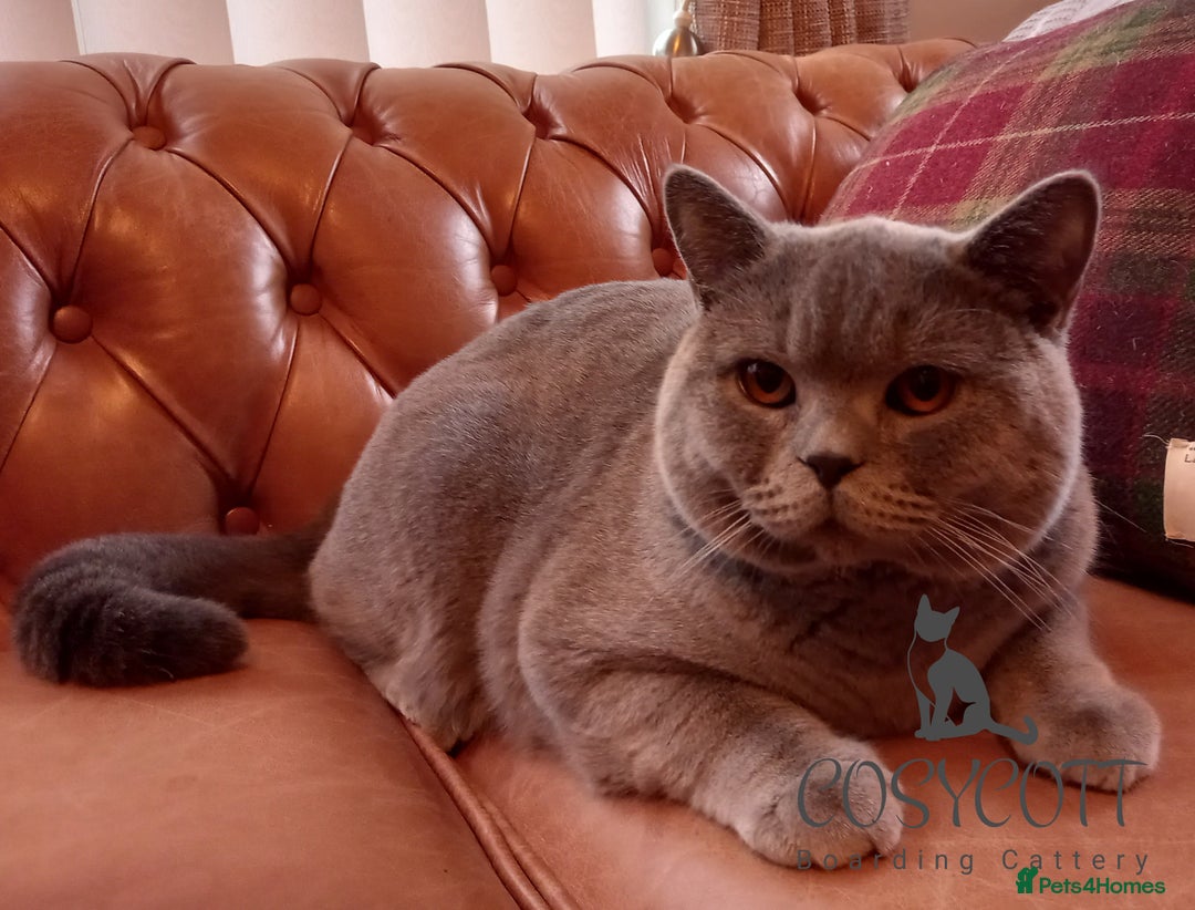 British Shorthair cats for sale: *Nearly Ready* GCCF Registered BSH Kittens  - Image 20