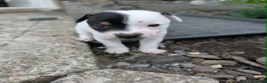 Dot