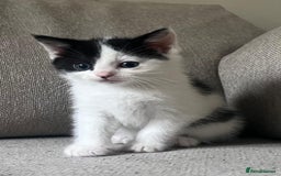 Mixed Breed cats for sale: Gorgeous half Persian fluffy Kittens  - Image 14