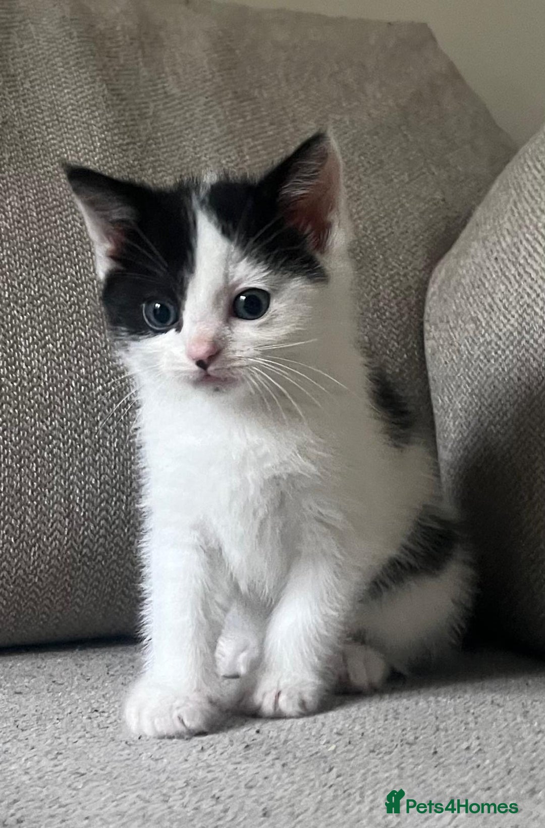 Mixed Breed cats for sale: Gorgeous half Persian fluffy Kittens  - Image 14