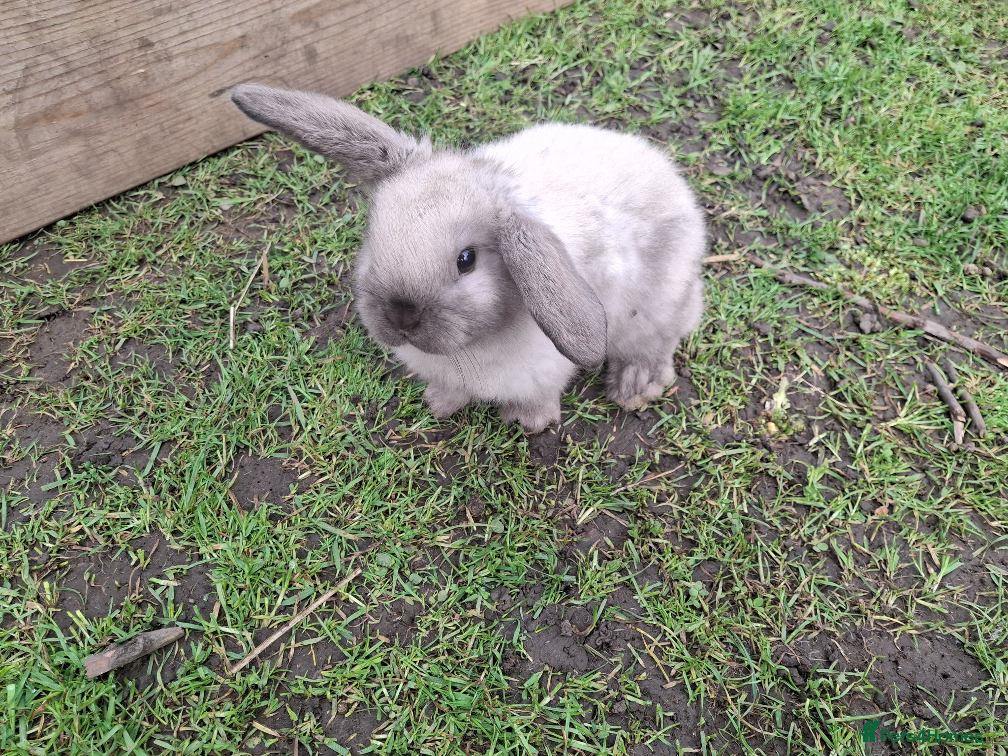 Mini Lop rabbits Beautiful Baby Mini Lops  - Advert 1