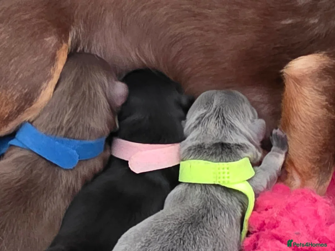 Chihuahua dogs for sale: Stunning tiny toy chihuahua puppy’s  - Advert 2