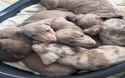 Miniature Dachshund dogs for sale: Gorgeous Miniature Daschunds  - Image 4
