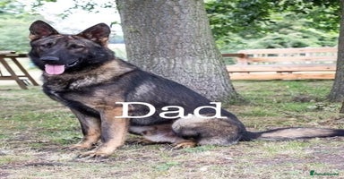 German Shepherd dogs - Advert 3