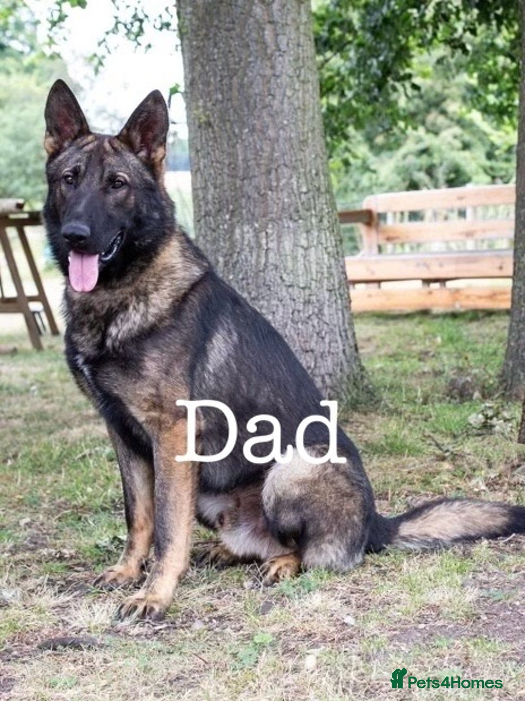 German Shepherd dogs for sale: German Shepherd puppies for sale  - Image 3