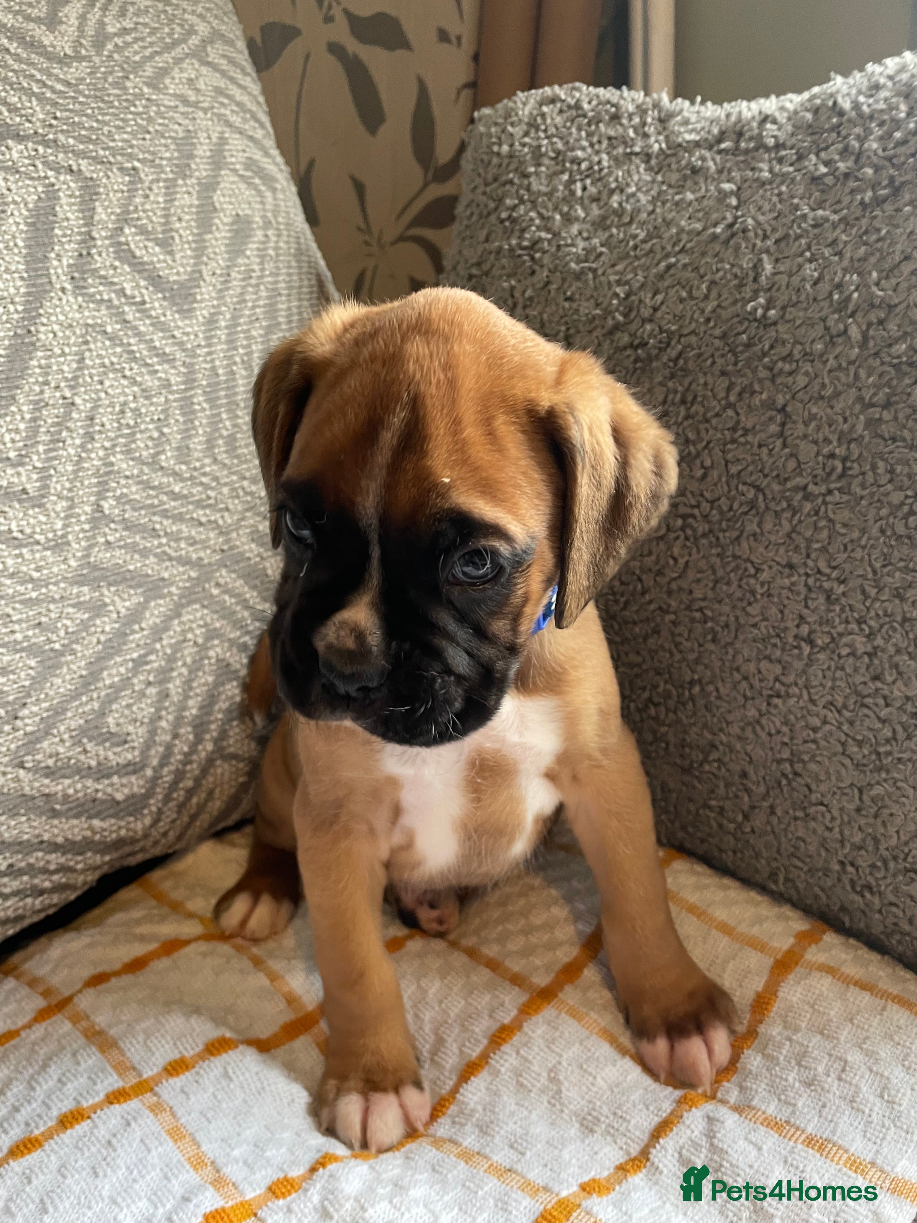 Boxer dogs KC BOXER PUPPIES - Advert 5