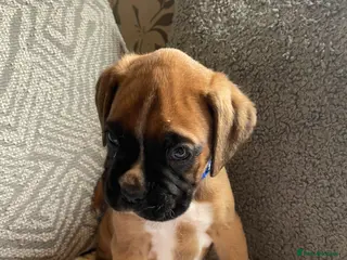 Boxer dogs KC BOXER PUPPIES - Advert 3