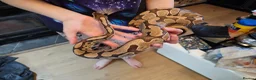 Python Snake reptiles for sale: Fire enchi/hidden gene woma in Maidstone - Advert 3
