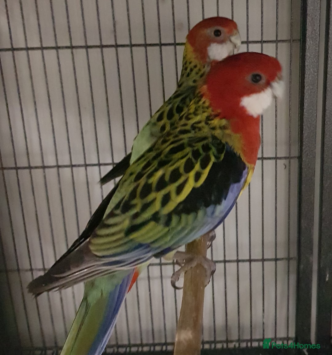 Parrots birds for sale: Xxx BIRDS/PARAKEETS/PARROTS xxX - Advert 38