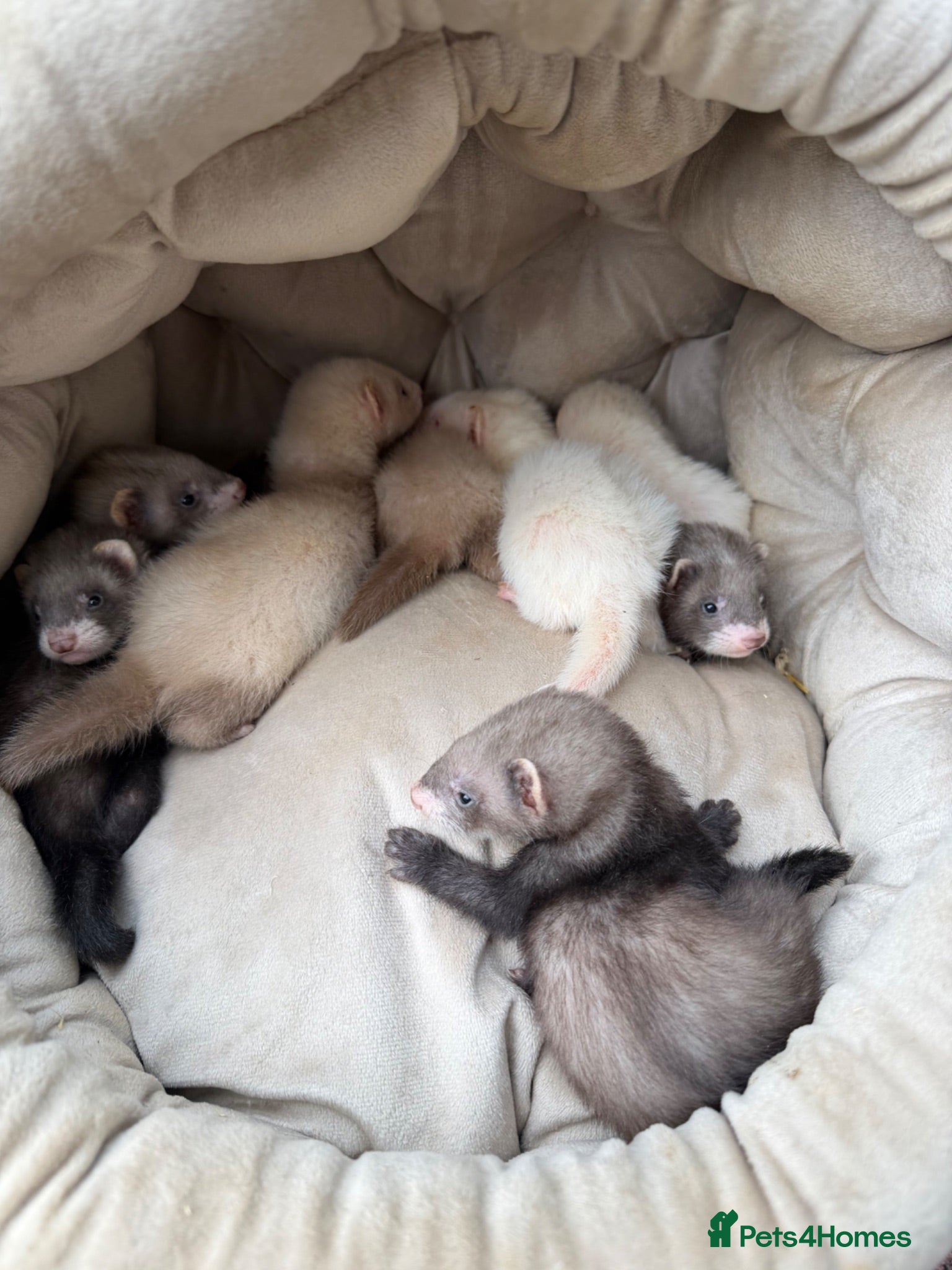 Ferret rodents 9 Gorgeous Ferret Kits - Advert 1