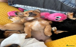 Pomchi dogs for sale: Beautiful female puppy ready now!  in Godstone - Image 27