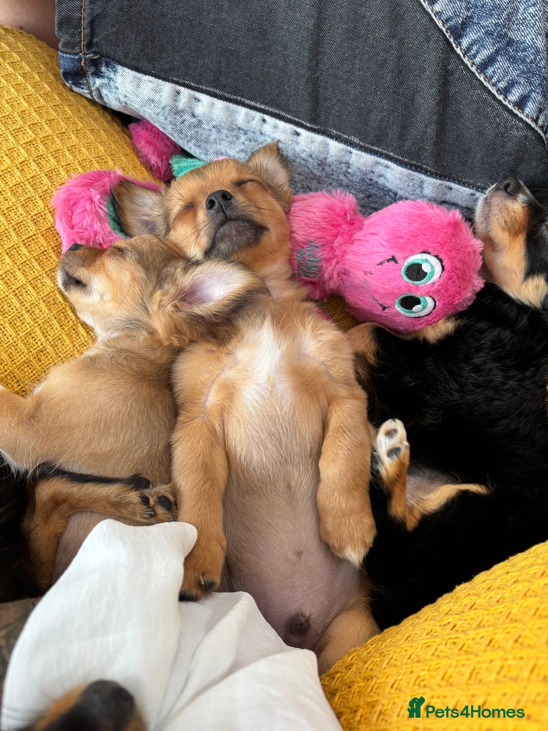 Pomchi dogs for sale: Beautiful female puppy ready now!  in Godstone - Image 27