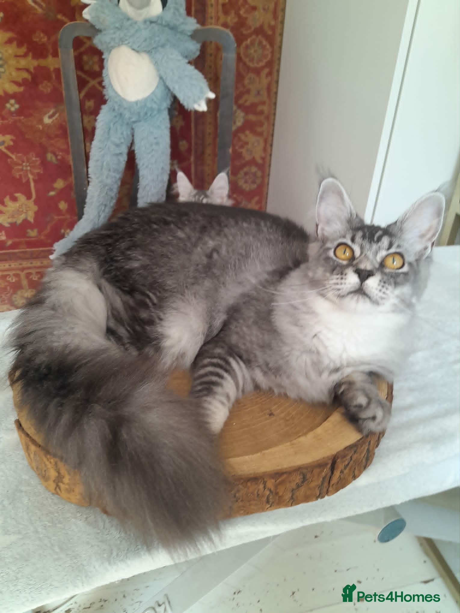 Maine Coon cats for sale: Black silver mackerel poly Girls TICA maine coon - Advert 3