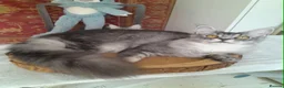 Maine Coon cats for sale: Black silver mackerel poly Girls TICA maine coon - Advert 1