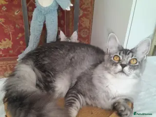 Maine Coon cats for sale: Black silver mackerel poly Girls TICA maine coon - Advert 3