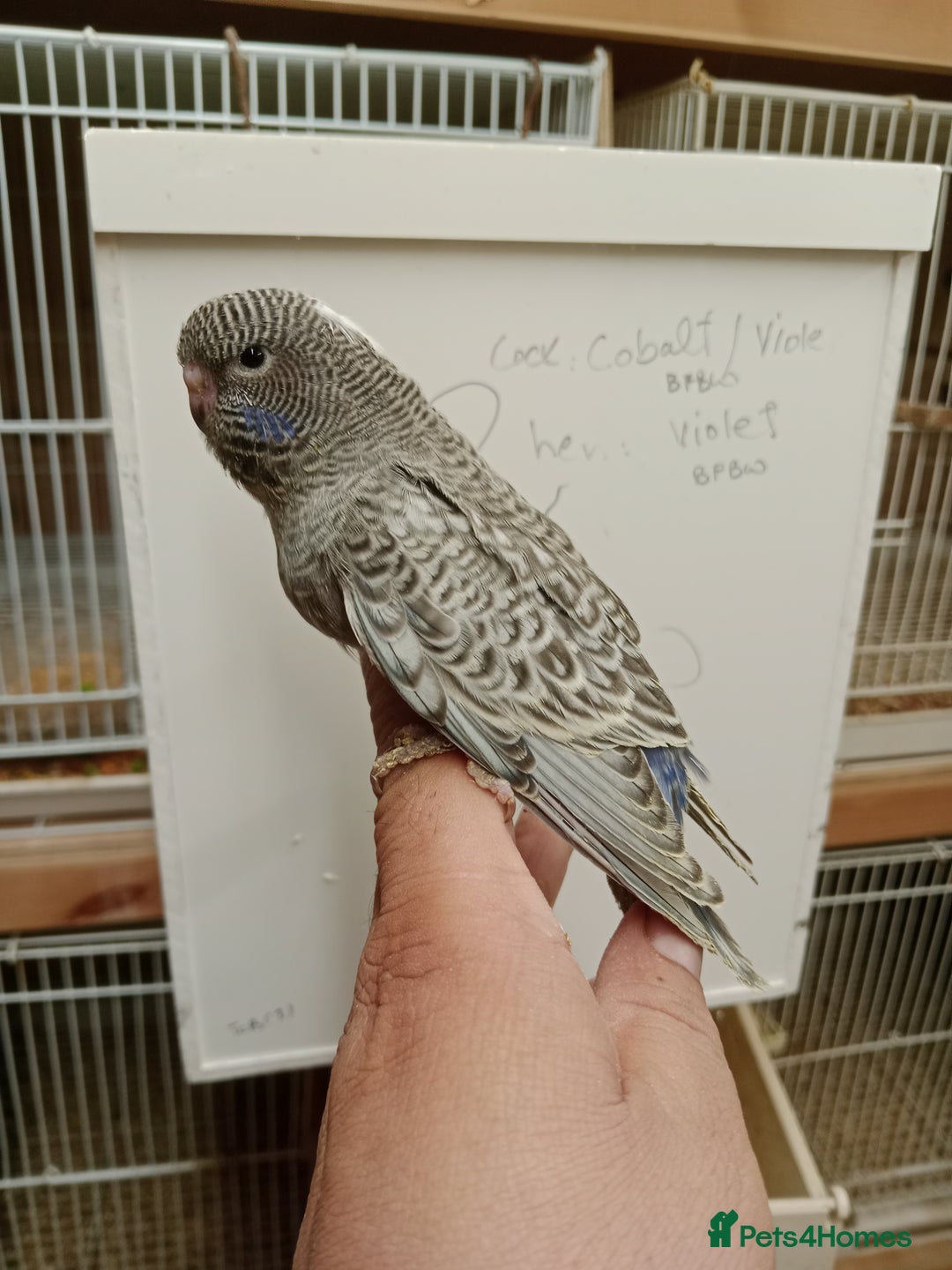 Budgerigars birds for sale: Black face melanistic spangle violet for sale  - Advert 3