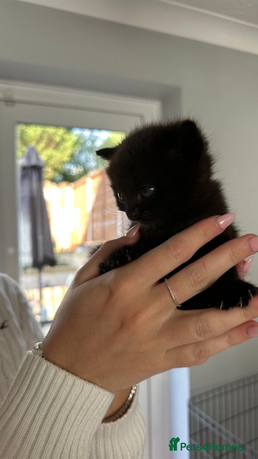 British Shorthair cats for sale: British short hair half breed .  - Image 5