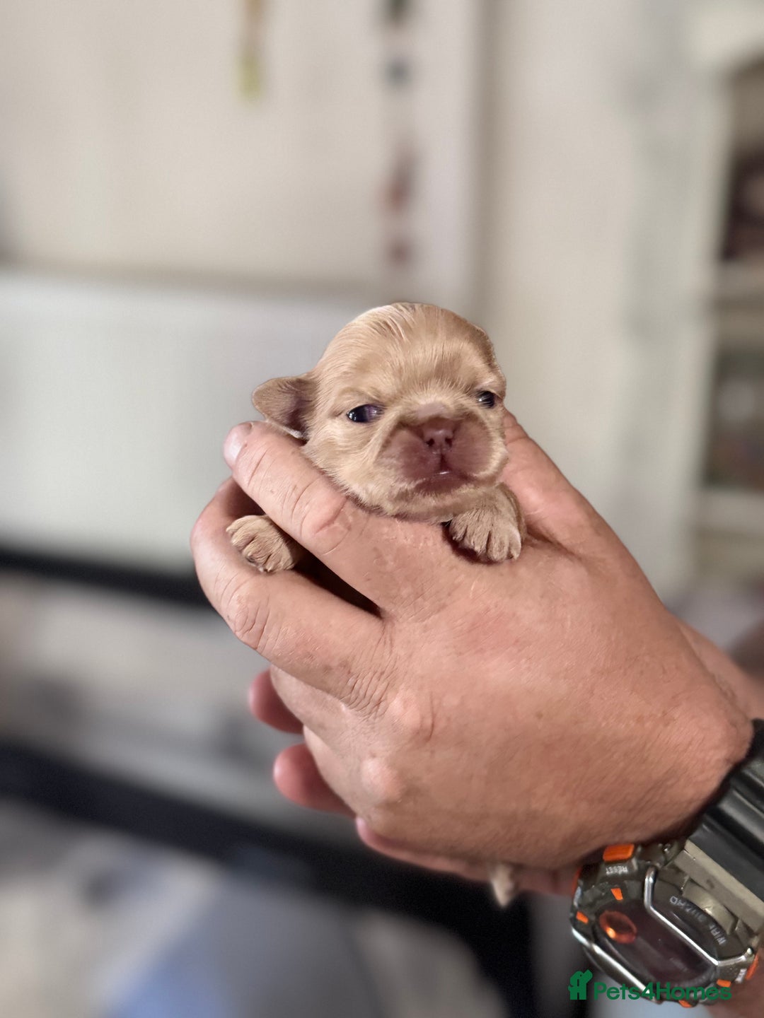 Shih Tzu dogs for sale: KC Registered Imp Shihtzu pups - Image 3